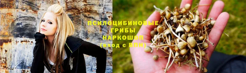 Псилоцибиновые грибы Psilocybine cubensis  блэк спрут зеркало  Белый 